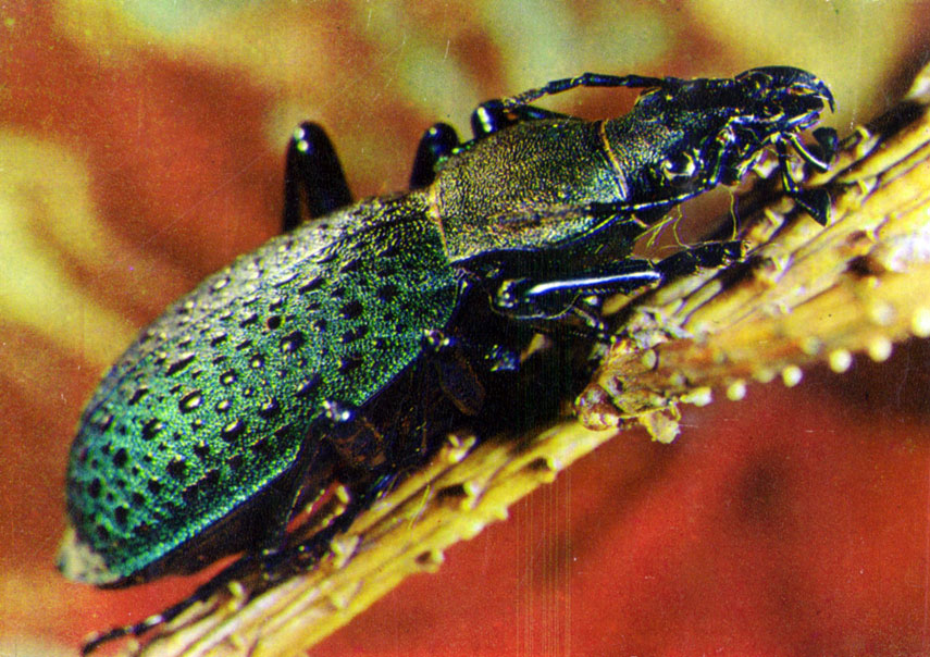 Жужелица изумрудная (Саrabus smaragdinus)