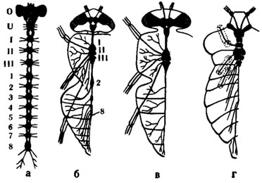 Рис. 2. Различные ступени концентрации центральной нервной системы насекомых(по Eidmann, Kuhlhorn, 1970): а - гипотетическое исходное состояние; б - слепень Tabanus bovinus; в - муха Sarcophaga; г - клоп семейства Pentatomidae. О - надглоточный ганглий; U - подглоточный ганглий; I-III - грудные ганглии; 1-8 - брюшные ганглии