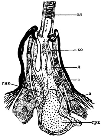 Рис. 3. Схема осязательного волоска гусеницы бабочки-крапивницы Vanessa urtiсае (по Hsu, 1938): а - аксон чувствующей клетки; вл - волосок; гнк - гнездообразующая клетка; д - дендрит чувствующей клетки; кокутикулярная оболочка; с - сома чувствующей клетки (биполярного нейрона); трк - трихогенная клетка