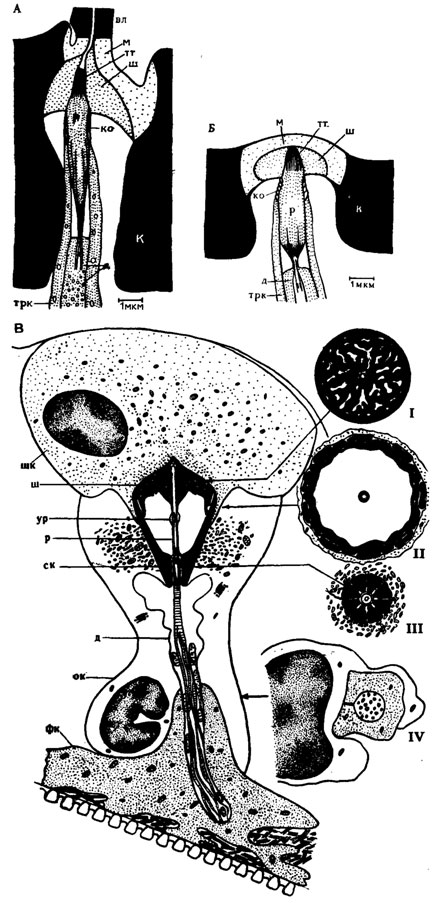 Рис. 6. Схемы строения механорецепторных сенсилл: А - трихоидной, Б - кампаниформной сенсилл пчелы Apis mellifera (по Thurm, 1964); В - хордотональной сенсиллы из тимпанального органа кузнечика Decticus verrucivorus (по Жантиеву, 1969). вл - волосок; д - дендрит; ко - кутикулярная оболочка; к - кутикула; м - мембрана; ок - обкладочная клетка; р - ресничка; ск - сколопс; тт - трубчатое тело; трк - трихогенная клетка; ур - утолщение реснички; фк - фиброзная клетка; ш - шапочка; шк - шапоч-кован клетка. I-IV - поперечные срезы