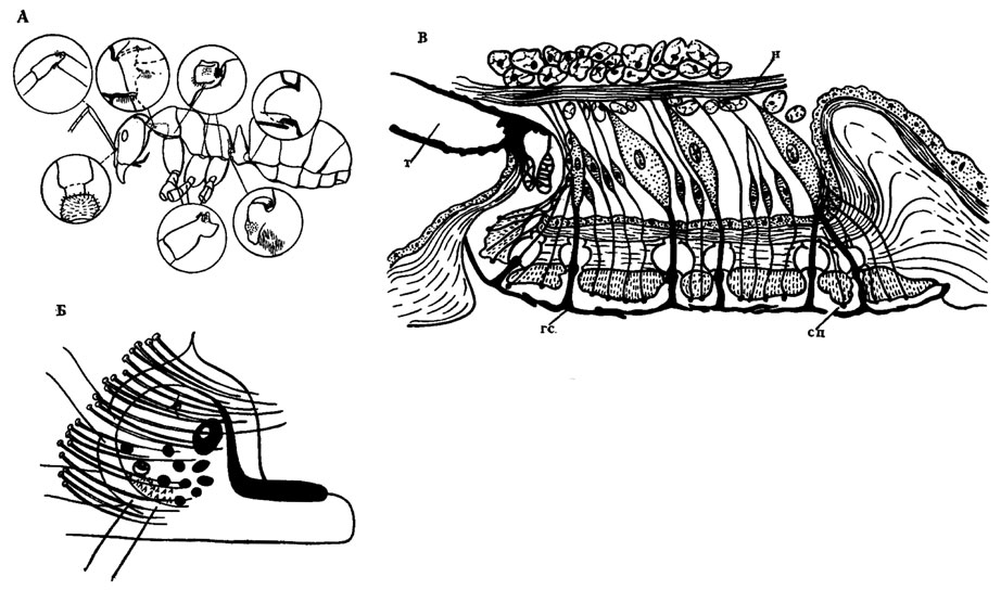 . 11.  .  -     Formica polyctena    ( ) ( Markl, 1965);  -      . Limnobiidae ( Wolff, 1922);  -       Nepa rubra ( Thorpe, risp, 1947).  -  ;  - ;  -  ;  - 