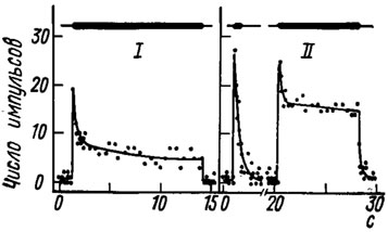 Рис. 15. Адаптация двух а-клеток из тимпанального органа саранчи Schistocerca gregaria к звуковому раздражителю (3 кГц) интенсивностью 80 дБ (I) и 90 дБ (II) (по Michelsen, 1966). По оси абсцисс - время, с; по оси ординат - число импульсов за 96 мс; толстые линии - длительность стимуляции