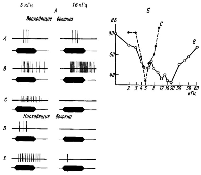 Рис. 17. Функциональные характеристики слуховых интернейронов из I грудного ганглия сверчка Gryllus bimaculatus (по Жантиеву, Чуканову, 1972). А - схема ответов 5 слуховых ни-тернейронов (А-D) на звуковые сигналы 5 и 16 кГц (длительность 50 мс, интенсивность 90 дБ). Б - частотно-пороговые характеристики двух слуховых нитерней-ронов (В и С). По оси абсцисс - частота звука, кГц; по оси ординат - звуковое давление, дБ