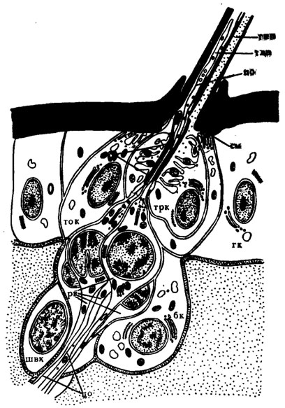 Рис. 24. Схема строения контактной хеморецепторной трихоидной сенсиллы мошки Boophthora erythrocephala (по Елизарову, Чайке, 1975): по - периферический отросток; рк -рецепторная клетка; см - сочленовная мембрана; со - сколопоидная оболочка; тлп - толстостенная полость; тнп - тонкостенная полость; ток - тормогенная клетка; трк - трихогенная клетка; цо - центральный отросток; швк - Шванновская клетка