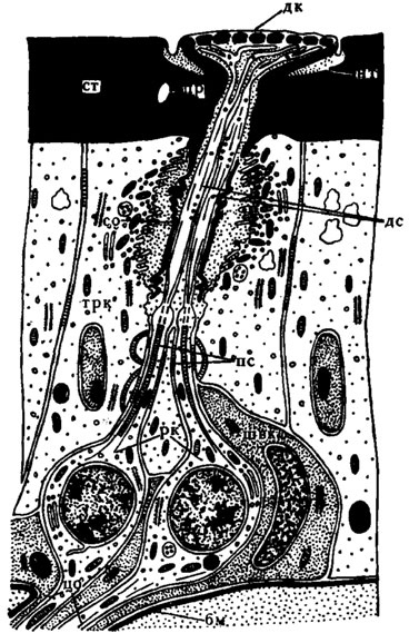 Рис. 27. Схема строения плакоидной сенсиллы жука Acilius sulcatus (по Иванову, 1969): бм - базальная мембрана; дк - диск; дс - дистальиый сегмент; ит - наружное тельце; пс - проксимальный сегмент периферического отростка; пр - проток железы; ст - стенка наружного скелета антенны; трк - трихогенная клетка; швк - Шванновская клетка. Остальные обозначения, как на рис. 22