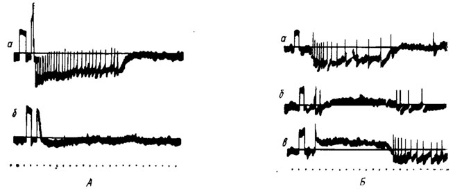 Рис. 30. Ответы контактной хеморецепторной сенсиллы на лабеллуме мухи Calliphora (no Morita, Yamashita, 1959): А - на раздражение 0,25-молярным раствором сахарозы до (а) и после (б) отравления; Б - на раздражение 0,25-молярным раствором сахарозы (а), смесью 0,25-молярного раствора сахарозы и 0,05-молярного раствора СаС12 (б) и 0,05-молярным раствором СаС12 (в). Отметка времени - 20 мс