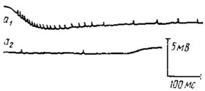 Рис. 36. Электрическая активность обонятельной хеморецепторной сенсиллы на антенне жука Necrophorus vespillo (пo Boeckh, 1962). Раздражитель - запах гнилого мяса; a1 - начало, а2, - конец раздражения
