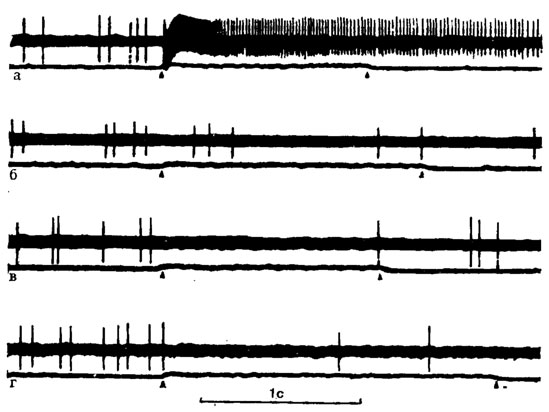 Рис. 38. Импульсная активность специфических рецепторных клеток в обонятельных сенсиллах антенн жука Hylabius abietus (no Mustaparta, 1973): а - ответ на запах анетола; б - ментола; в - апинена; г - 5-гексен-2-она