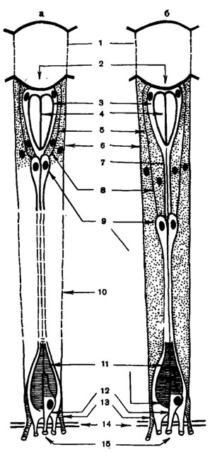 Рис. 42. Схема омматидия оптикосупер-позиционного глаза в состоянии световой (б) и темиовой (а) адаптации (по Ноrridge, 1972; Meyer-Rochow, 1972, видоизменено) : 1 - роговичная линза; 2 - роговичный конус; 3 - кристаллические клетки; 4 - кристаллический конус; 5 - гранулы экранирующего пигмента; 6 - придаточные пигментные клетки; 7 - кристаллический тракт; 8 - ирисовые пигментные клетки; 9 - тела ретинулярных клеток; 10 - прозрачная зона; 11 - рабдом; 12 - базальная зрительная клетка; 13 - трахейный тапетум; 14 - базальная мембрана; 15 - аксоны зрительных клеток