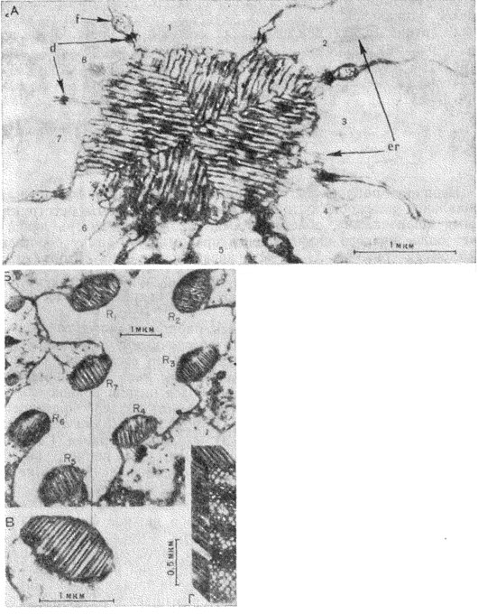Рис. 43. Электронные микрофотографии поперечного среза раб-дома. А - медоносная пчела Apis mellifera (пo Goldsmith, 1962); 1-8 - зрительные клетки; d - скопление десмосом; еr - эндоплазматический ретикулум; f - нити кристаллических клеток; Б, В, Г - муха Drosophila melanogaster (пo Wolken, 1961): R1-R7 - семь раб-домеров; Г-реконструкция участка рабдомера, рассеченного вдоль