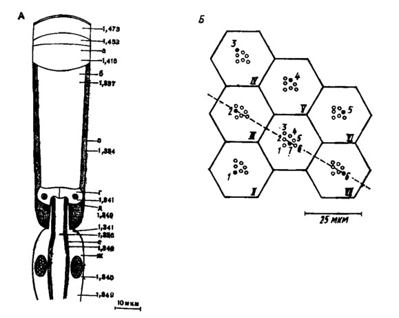 Рис. 44. Схема аппозиционного глаза мухи Calliphora erythrocephala (пo Seitz,1968): А - клеточные элементы омматидия и их показатели A - клеточные элементы преломления: а - роговица, б - кристаллический конус, в - пигментная клетка, г - Земперова клетка, д - заключенный в 'шапочку' вырост рабдомера, е - рабдомер, ж - зрительная клетка; Б - группа из семи (I-VII) омматидиев. Черным кружком изображен один из семи (1-7) рабдомеров каждого омматидня, смотрящий в одну и ту же точку пространства омматидия и их показатели преломления: а - роговица, б - кристаллический конус, в - пигментная клетка, г - Земперова клетка, д - заключенный в 'шапочку' вырост рабдомера, е - рабдомер, ж - зрительная клетка; Б - группа из семи (I-VII) омматидиев. Черным кружком изображен один из семи (1-7) рабдомеров каждого омматидия, смотрящий в одну и ту же точку пространства