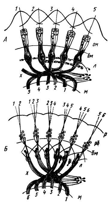 Рис. 47. Проекция сетчатки с замкнутым (А) и открытым (Б) рабдомом на оптическую долю (по Horridge Meinertzhagen, 1970). На А: 1, 2, 3, 4, 5 - поля зрения отдельных омматидиев и их проекция в медуллю; на Б; 1, 2, 3, 4, 5 - оптические оси отдельных рабдомеров и проекция последних в медуллю. бм - базальная мембрана; л - ламина; м - медулля; ом - омматидии; р - роговица; рб - рабдомеры; х - хиазма