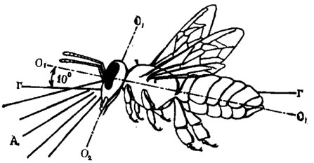 Рис. 55. Ориентация тела медоносной пчелы, летящей над горизонтальной поверхностью (по Мазохииу-Поршнякову, Таимовой, 1973): А - зона глаза, которой пчела смотрит на близлежащие горизонтальные предметы; O1-O1 - медиальная ось тела; О2-О2 - продольная ось головы; Г-Г - линия горизонта
