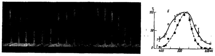 Рис. 57. Кривая спектральной эффективности зрительной клетки с λ=540 нм кузнечика Tetligonia cantans (по Вишневской, Мазохину-Поршиякову, 1972). А - снимок с экрана осциллографа ответов клетки на. 19 равноэнергетических спектральных стимулов с 390-669 нм. Б - кривая спектральной эффективности (1) и рассчитанная по ней кривая спектральной чувствительности (2). Вертикальные черточки - среднее квадратичное отклонение. По оси ординат в одном и том же масштабе в относительных единицах отложены амплитуды ответов клетки (для 1) и величин, обратных энергии света, вызывающего равные по амплитуде спектральные ответы (2); по абсциссе - длина волны света, нм