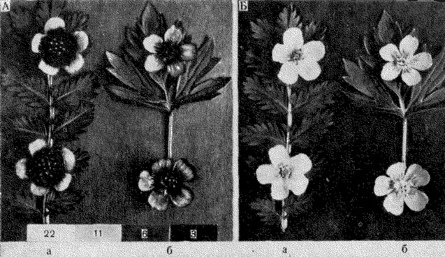 Рис. 61. Цветки и листья лапчатки Potentilla anserina (а) и лютика Ranunculus aces (б) (по Мазохину-Поршнякову, 1965). Снимок А сделан в ультрафиолетовых лучах (внизу - шкала стандартов с коэффициентами отражения: 22, 11, 6 и 3%). Снимок Б сделан в видимом человеком свете