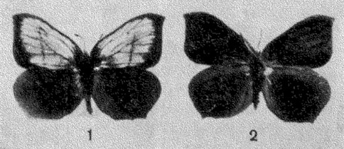 Рис. 62. Фотоснимки самца (1) и самки (2) бабочки Gonepteryx rhamni, сделанные в ультрафиолетовых лучах с λ=365 нм (по Мазохину-Поршнякову, 1965)