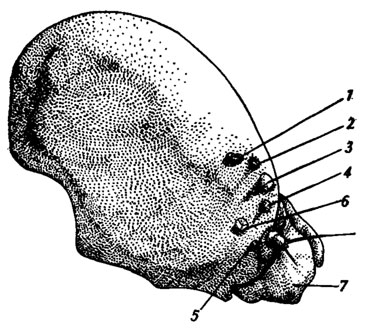 Рис. 65. Расположение стемм на голове гусеницы Isia Isabella (no Dethier, 1942) (вид сбоку): 1,2,6 - тройные глазки; 3,4,5 - одинарные глазки; 7 - ротовой аппарат