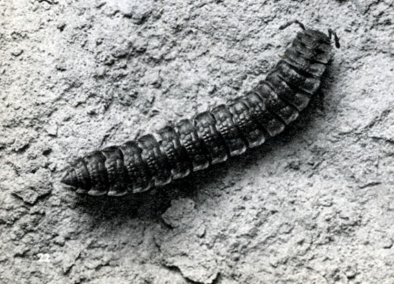 27.  (Polydesmus complanalus)