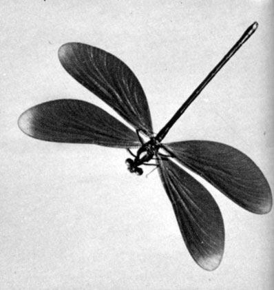 50.  - (Calopteryx virgo)