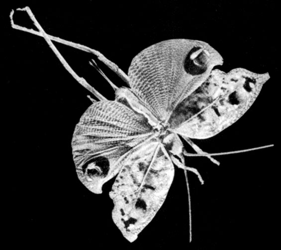 68.  Pseudophyllidae