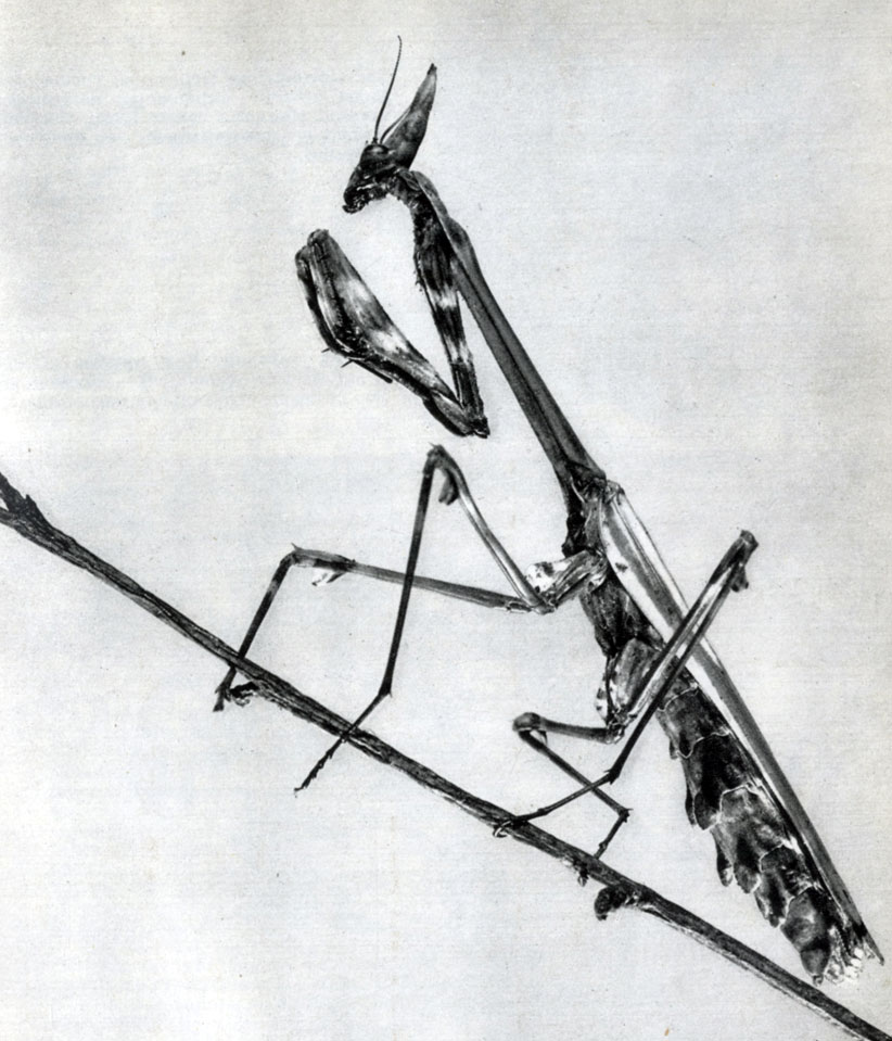 109.  Enipusa fasciata