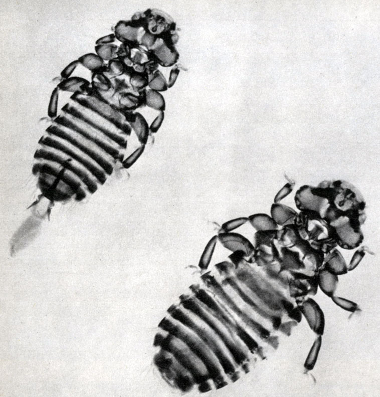 137. Myrsidea isotoma