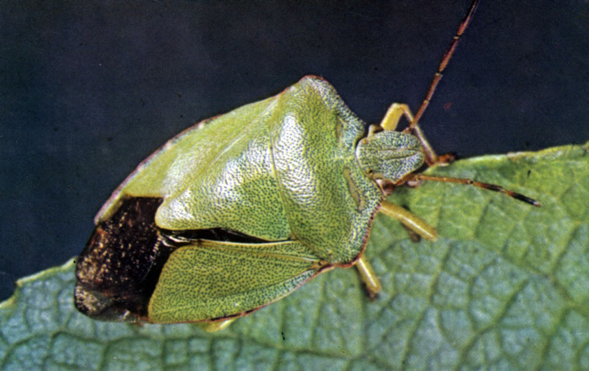 XIIa. Щитник зеленый, или Клоп зеленый древесный (Palomena prasina), Европа, длина тела 11-14 мм