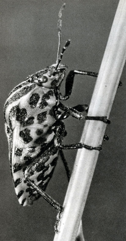 147. Полосатый щитник (Graphosoma italicum)