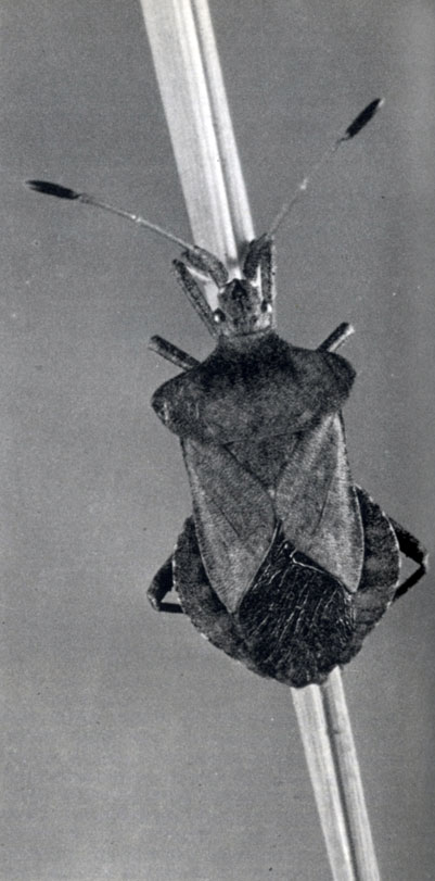 153. Краевик щавелевый (Coreus [Syromastes] marginatus) (вид сзади)