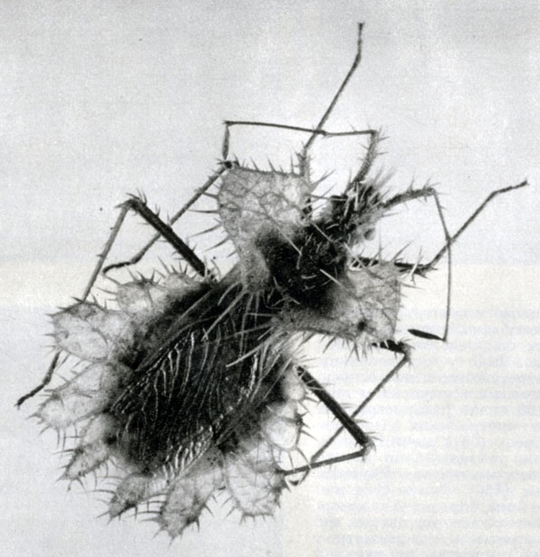 157. Краевик-листовидна (Phyllomorpha laciniata)
