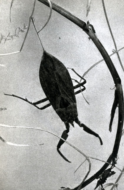 174. Водяной скорпион (обыкновенный) (Nepa cinerea)