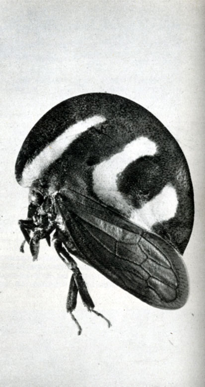 186. Горбатка рода Membracis