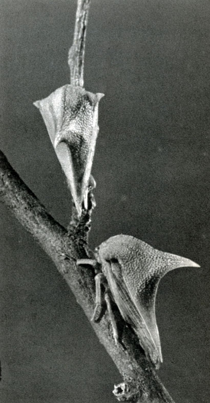 188. Самка Umbonia spinosa