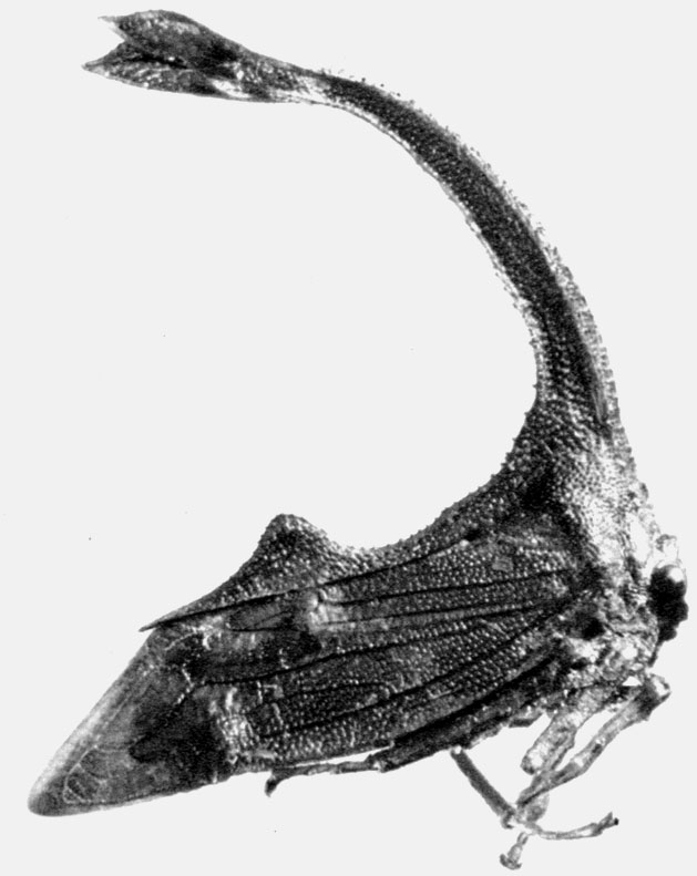 189. Индийская горбатка (Hypsauchenia hardwigi)