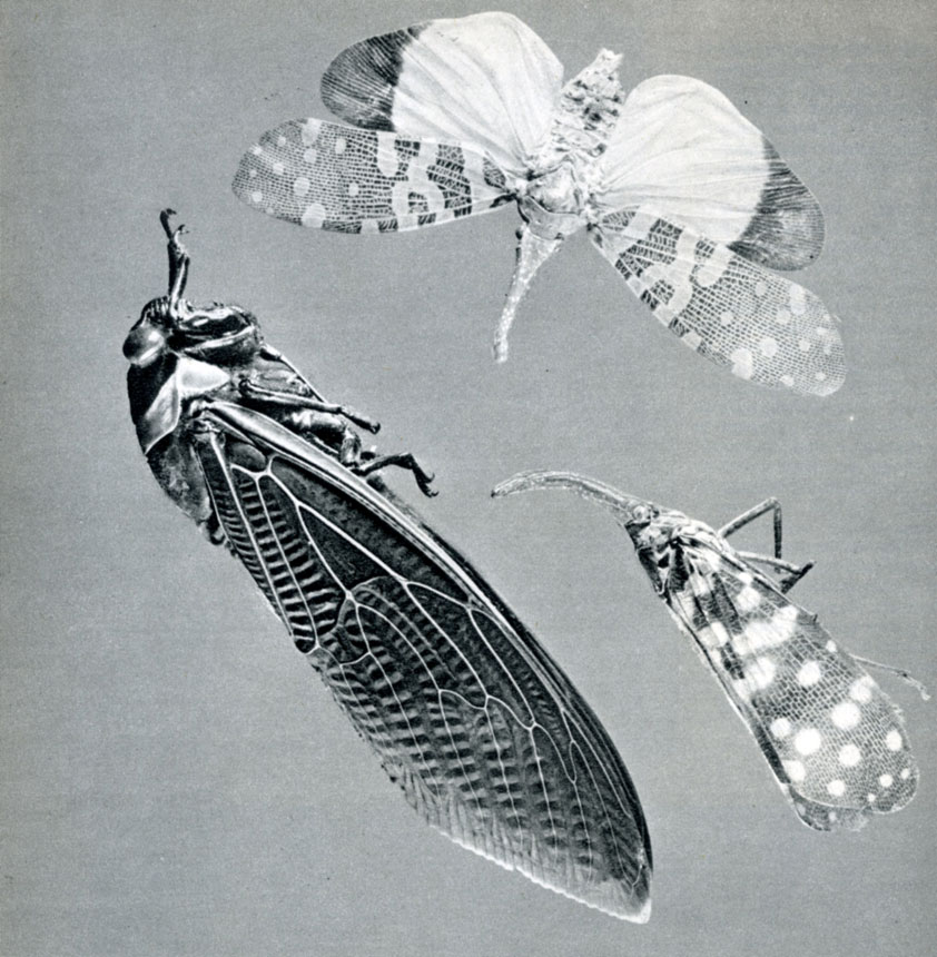 196. Слева - Cicada speciosa
