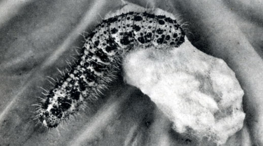 256.  (Apanteles [Microgaster] glomeratus