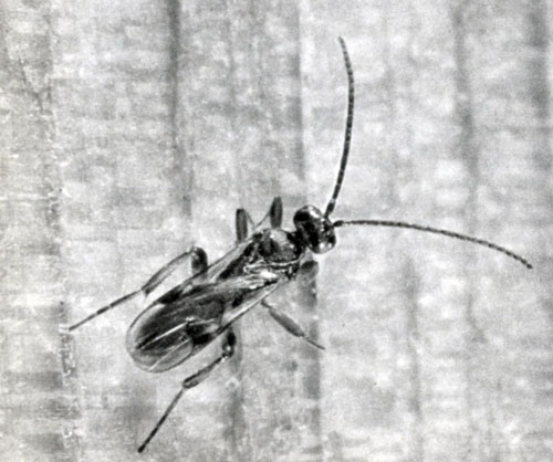 257.   (Microgaster)    