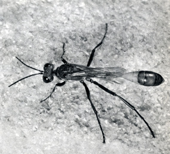 292.   (Ammophila sabulosa)