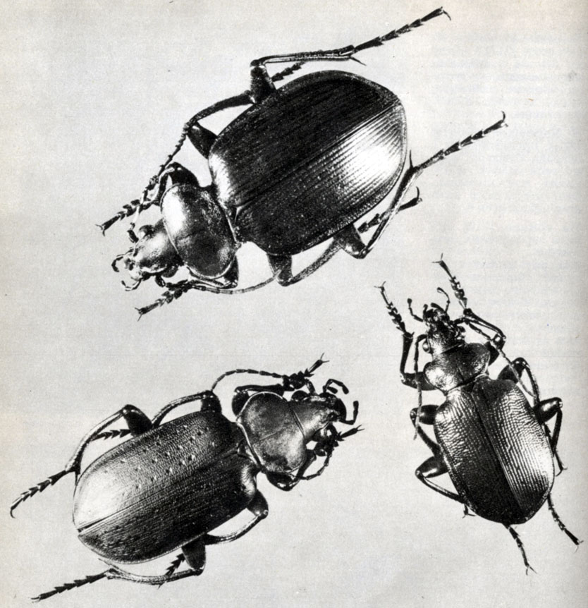 316.    :  c  (Calosoma sycophanta);   c  (Calosoma inquisitor);  c  (Caloso maderae ssp. auropunctatum)