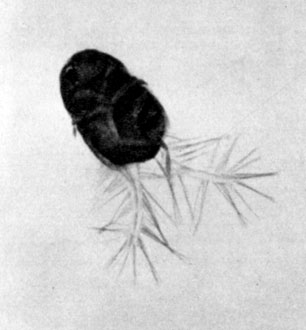 343.  Acrotriehis brevipennis