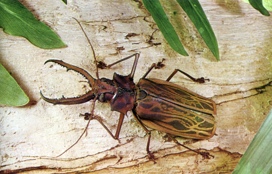 XXI.   Macrodontia cervicornis    ,   14 