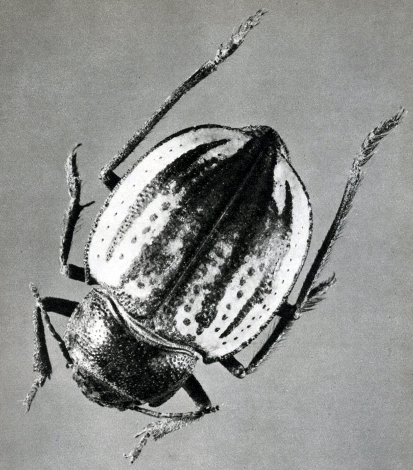 386.   (Sternodes caspicus)