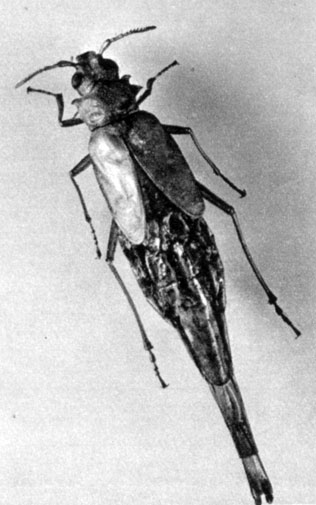 403.  Polyarthron komarovi
