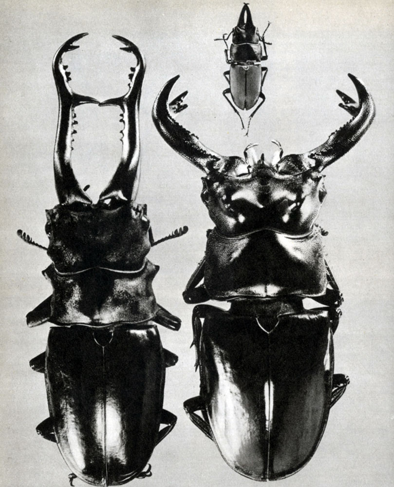 476. Leptinopterus tibialis ()