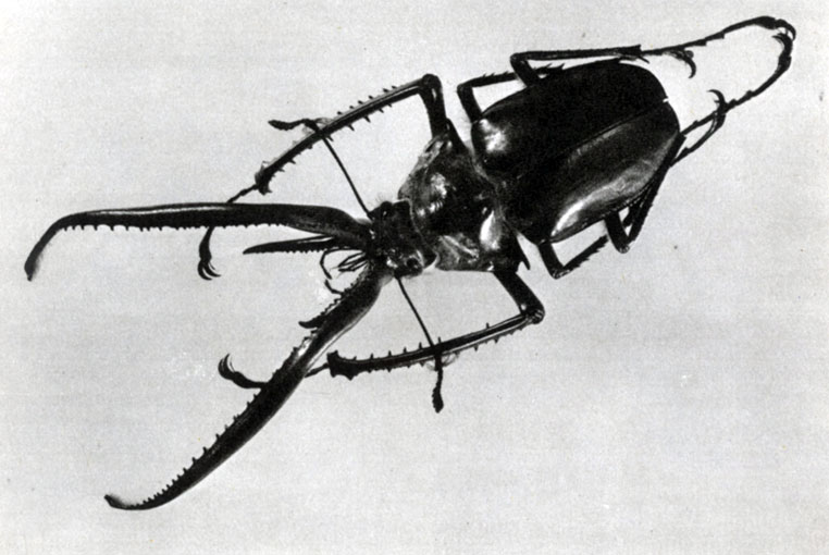 478. Chiasognathus granti