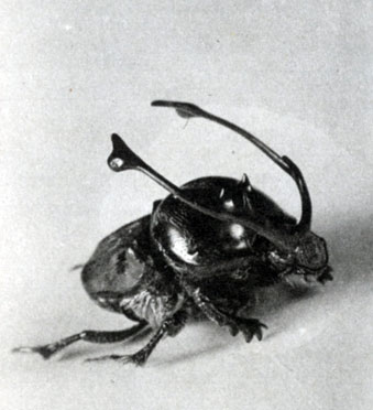 487. - (Onthophagus rangifer) ()