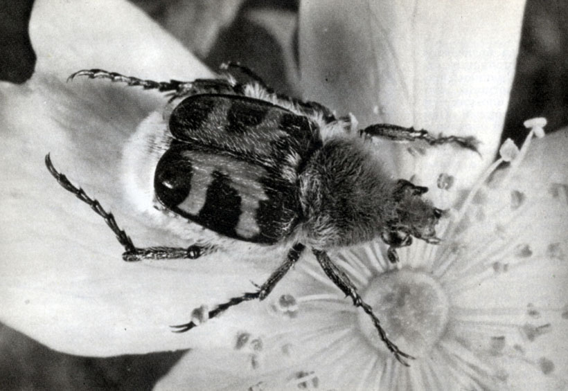 511.  c  (Trichius fasciatus)