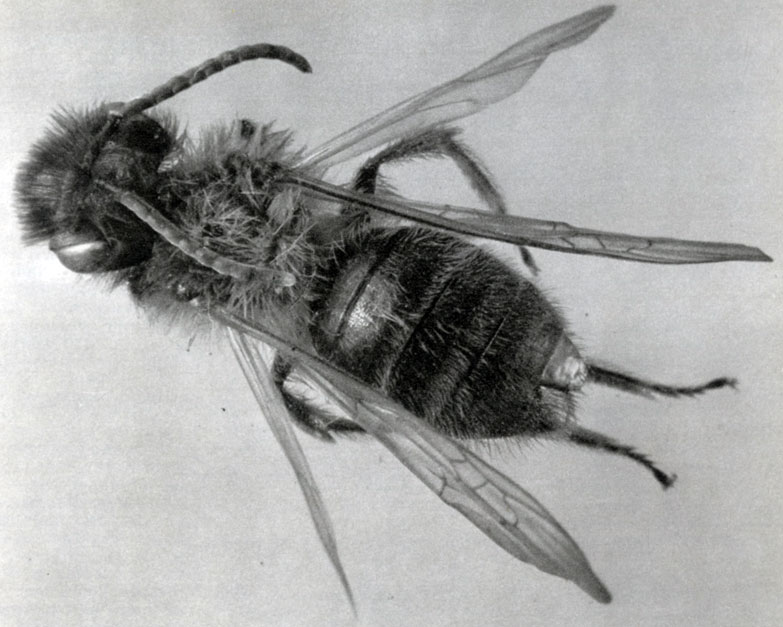 523.   Andrena nigroaenea