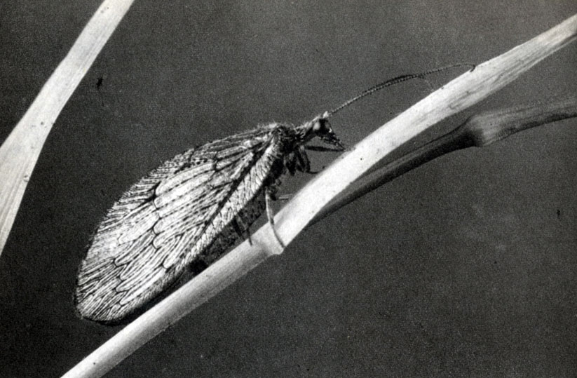 535. Boryomyia subnebulosa