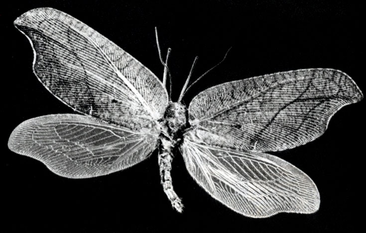 536. Drepanopteryx phalaenoides